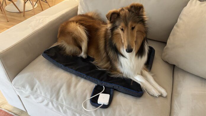 The best PEMF products for dogs provide a good range of settings and are easy to use.