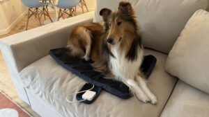 The best PEMF pad reviewed was the Petspemf Pad,