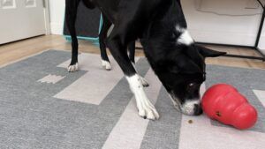 A cognitive dog toy like the KONG treat dispenser is great for dogs who like to move.