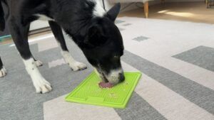 Lickimats are a classic, safe, and useful cognitive dog toy.