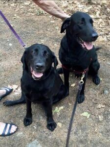 Dogs may very well remember their family members.