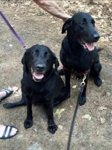 Dogs may very well remember their family members.