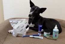 The best dog teeth cleaning products come in a variety of forms.