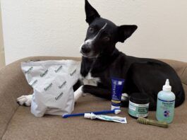 The best dog teeth cleaning products come in a variety of forms.