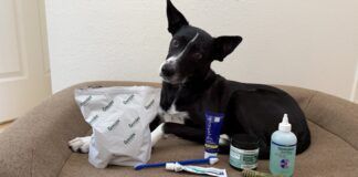 The best dog teeth cleaning products come in a variety of forms.
