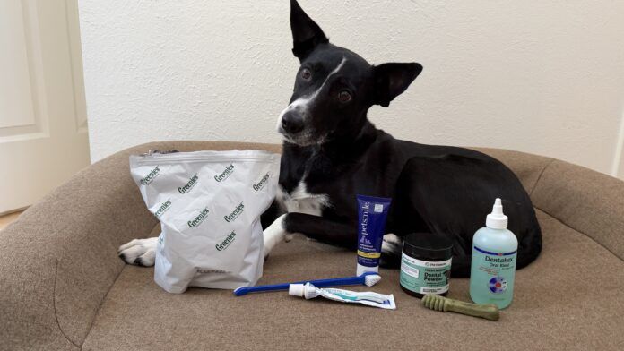 The best dog teeth cleaning products come in a variety of forms.