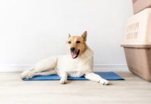 The best cooling mats for dogs can help keep your dog comfortable during hot winter days.