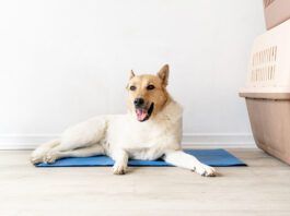 The best cooling mats for dogs can help keep your dog comfortable during hot winter days.