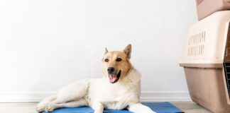 The best cooling mats for dogs can help keep your dog comfortable during hot winter days.