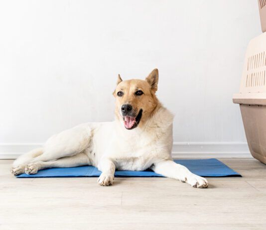 The best cooling mats for dogs can help keep your dog comfortable during hot winter days.