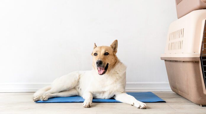 The best cooling mats for dogs can help keep your dog comfortable during hot winter days.