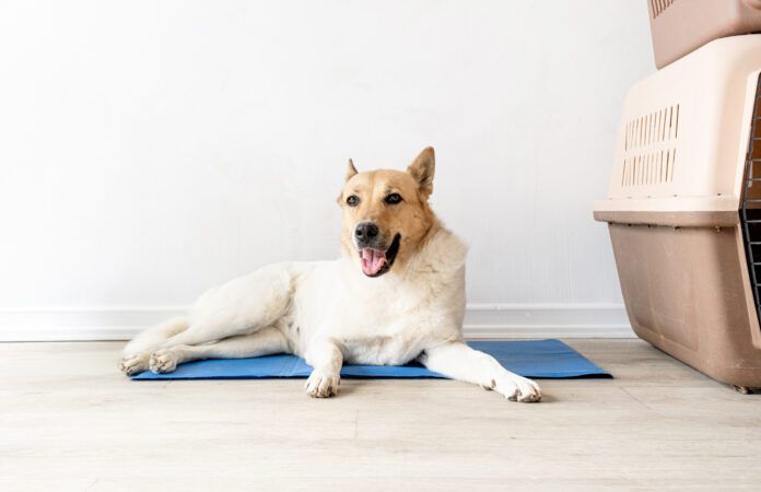 The best cooling mats for dogs can help keep your dog comfortable during hot winter days.