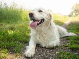 Labored breathing in dogs is a cause for alarm and immediate medical care.