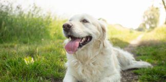 Labored breathing in dogs is a cause for alarm and immediate medical care.