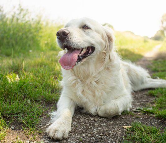 Labored breathing in dogs is a cause for alarm and immediate medical care.