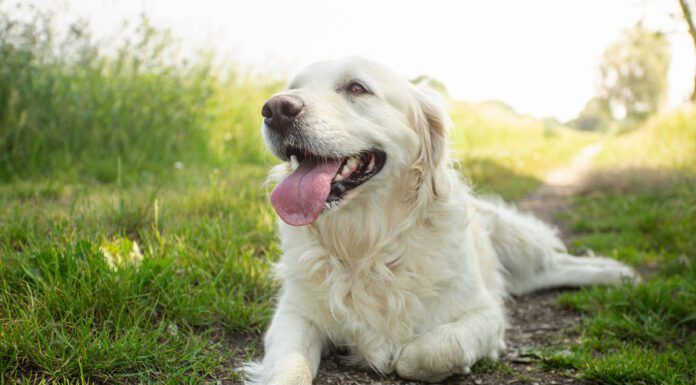 Labored breathing in dogs is a cause for alarm and immediate medical care.