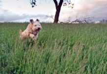 Grass mites, or chiggers, on dogs can cause itching, scratching, and sometimes rashes.