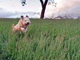 Grass mites, or chiggers, on dogs can cause itching, scratching, and sometimes rashes.