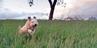 Grass mites, or chiggers, on dogs can cause itching, scratching, and sometimes rashes.