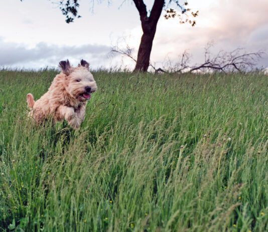 Grass mites, or chiggers, on dogs can cause itching, scratching, and sometimes rashes.