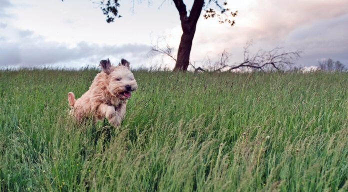 Grass mites, or chiggers, on dogs can cause itching, scratching, and sometimes rashes.