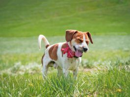 If your dog sounds congested your ears aren't deceiving you. Dog's get stuffy just like humans.