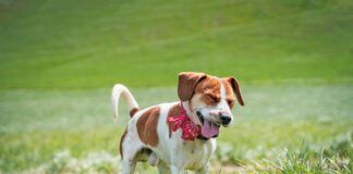 If your dog sounds congested your ears aren't deceiving you. Dog's get stuffy just like humans.