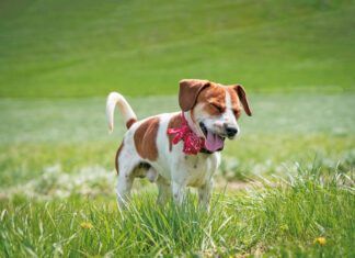 Help! My Dog Sounds Congested! If your dog sounds congested your ears aren't deceiving you. Dog's get stuffy just like humans.