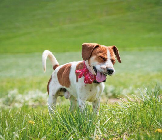 If your dog sounds congested your ears aren't deceiving you. Dog's get stuffy just like humans.