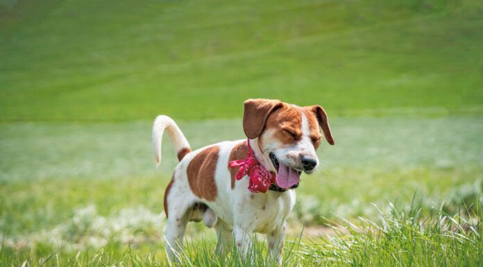 If your dog sounds congested your ears aren't deceiving you. Dog's get stuffy just like humans.