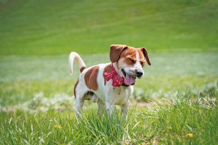 Beagle Dog Sneezing in the Green Grass If your dog sounds congested your ears aren't deceiving you. Dog's get stuffy just like humans.