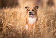 Grain inclusive dog food is a healthy choice for most dogs without dietary restrictions.