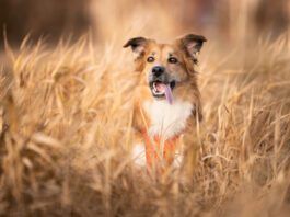 Grain inclusive dog food is a healthy choice for most dogs without dietary restrictions.