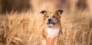 Grain inclusive dog food is a healthy choice for most dogs without dietary restrictions.