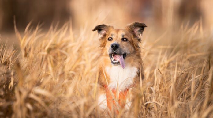 Grain inclusive dog food is a healthy choice for most dogs without dietary restrictions.