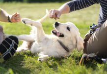How do you make a dog feel safe? Respecting boundaries helps.