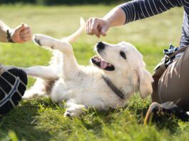 How do you make a dog feel safe? Respecting boundaries helps.