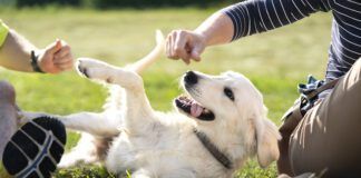 How do you make a dog feel safe? Respecting boundaries helps.