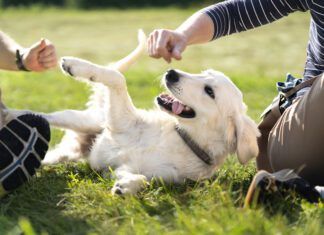 How do you make a dog feel safe? Respecting boundaries helps.