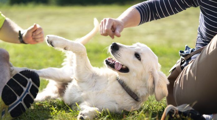How do you make a dog feel safe? Respecting boundaries helps.