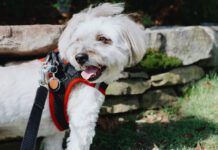 The best dog step-in harnesses combine snug fits with a minimum of fuss.