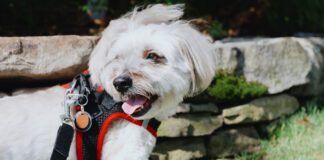 The best dog step-in harnesses combine snug fits with a minimum of fuss.