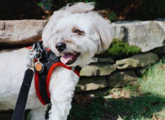 The best dog step-in harnesses combine snug fits with a minimum of fuss.