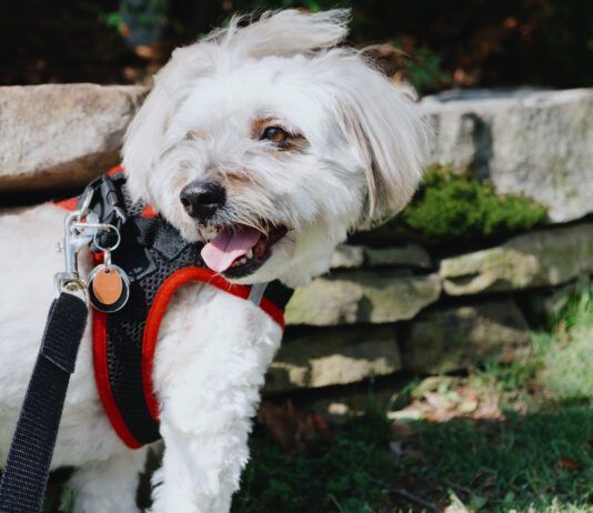 The best dog step-in harnesses combine snug fits with a minimum of fuss.