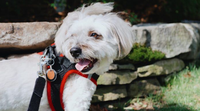 Choosing the Best Step-in Harness for Your Dog The best dog step-in harnesses combine snug fits with a minimum of fuss.