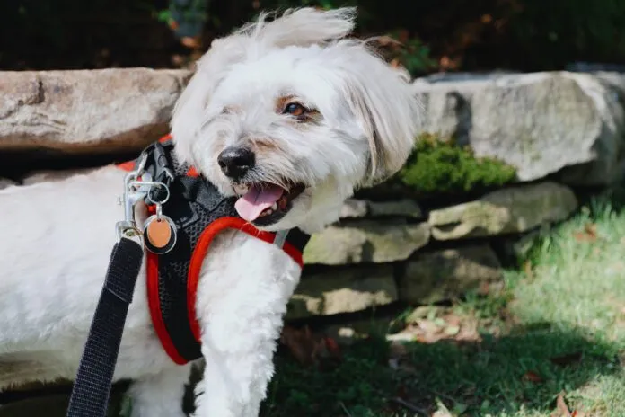 Dog wearing a breathable Voyager Step-in Air Harness, showcasing secure fit and ease of use