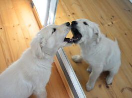 Do Dogs Recognize Themselves in the Mirror? Dogs do not typically recognize themselves in the mirror.