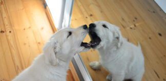 Dogs do not typically recognize themselves in the mirror.