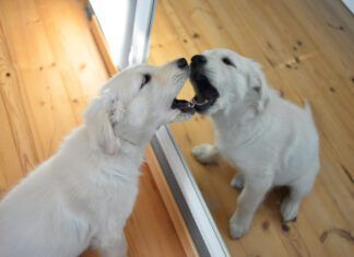 Dogs do not typically recognize themselves in the mirror.