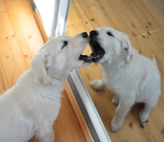 Dogs do not typically recognize themselves in the mirror.